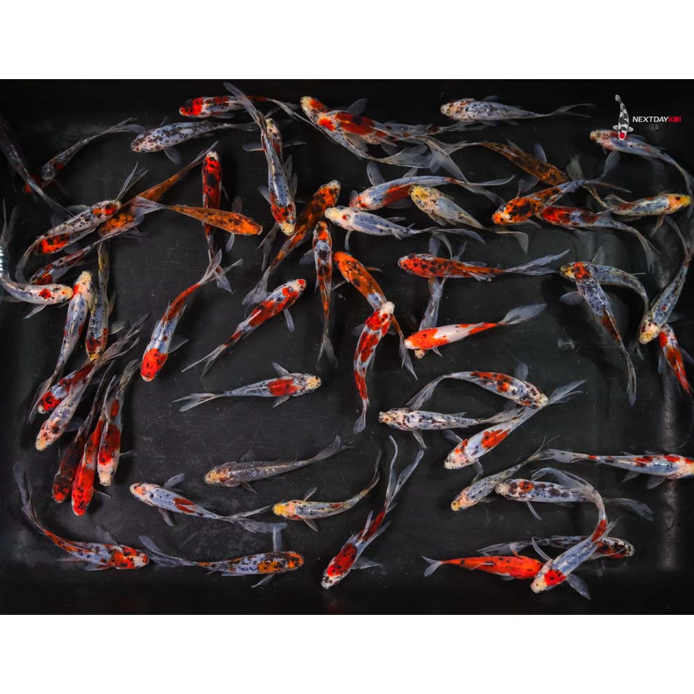 4-5” Imported Shubunkin Goldfish - Image 3