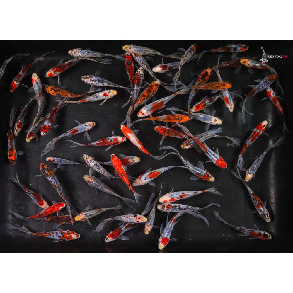 4-5” Imported Shubunkin Goldfish - Image 5
