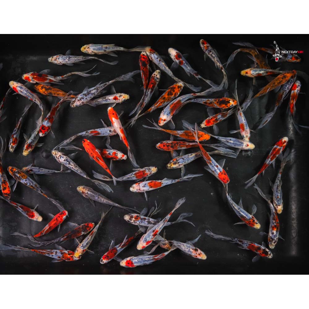 4-5” Imported Shubunkin Goldfish - Image 7