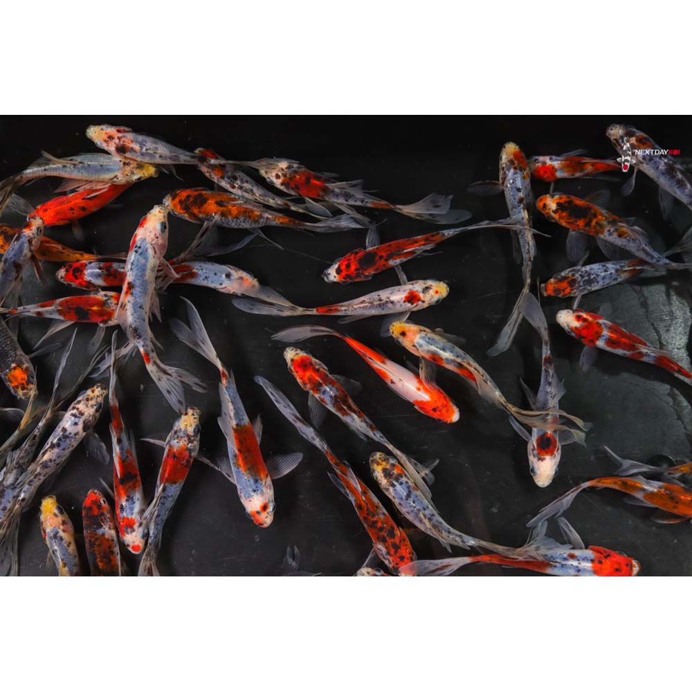 4-5” Imported Shubunkin Goldfish - Image 9