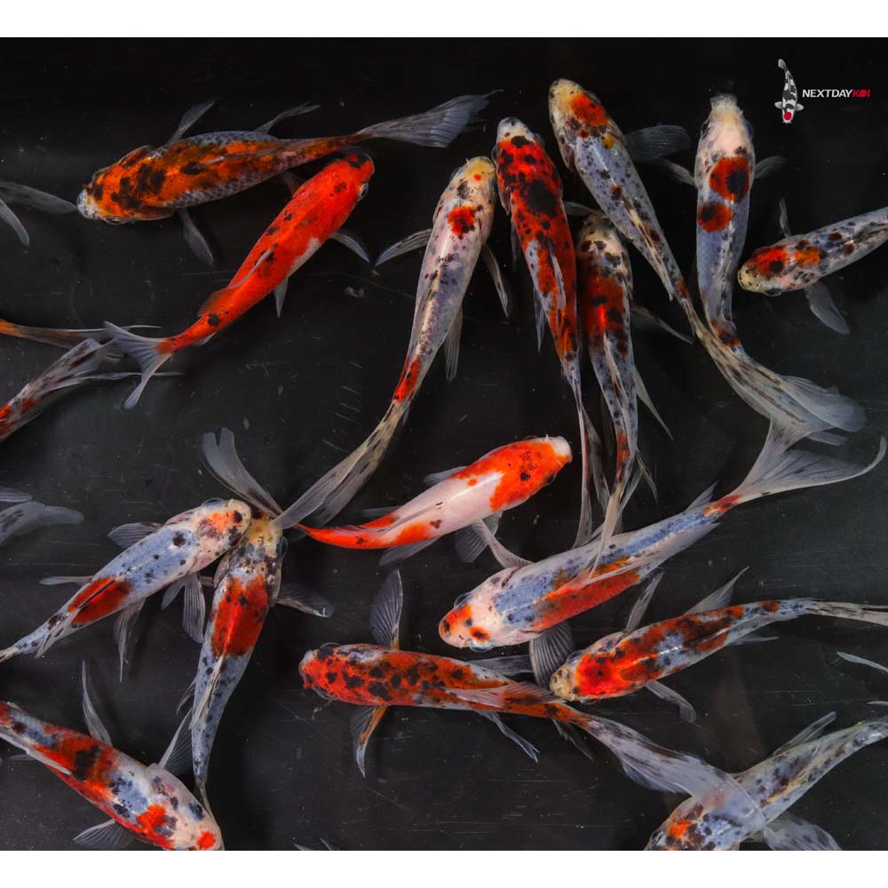 4-5” Imported Shubunkin Goldfish - Image 8