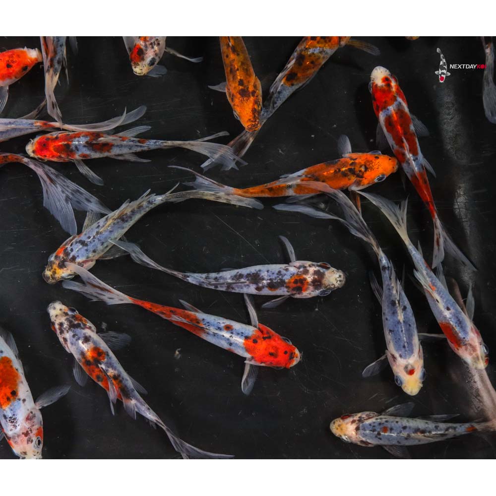 4-5” Imported Shubunkin Goldfish - Image 6