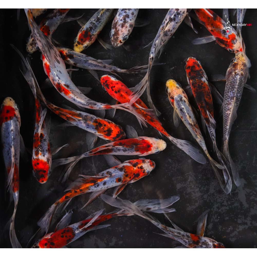 4-5” Imported Shubunkin Goldfish - Image 4