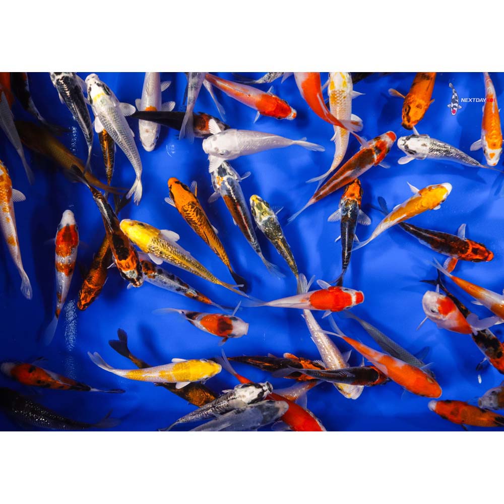 AA Grade (Premium Grade) Imported Koi - Image 11