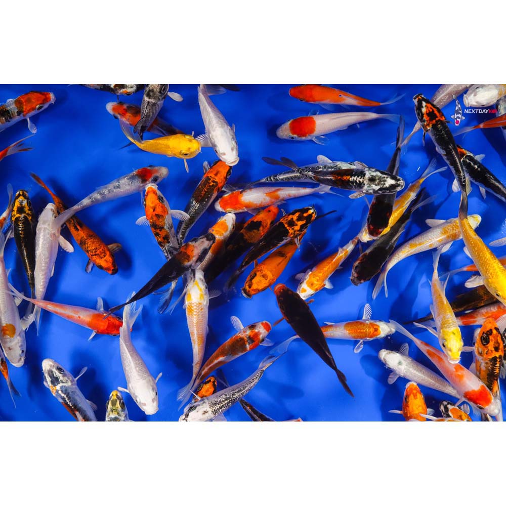 AA Grade (Premium Grade) Imported Koi - Image 15