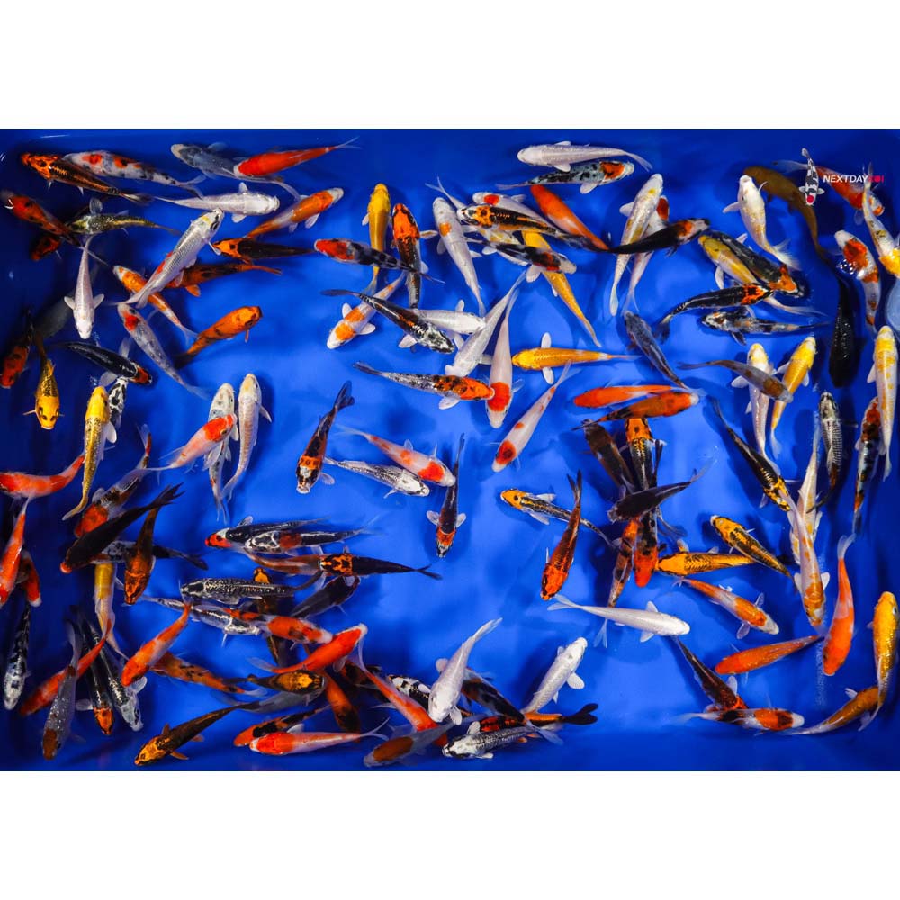 AA Grade (Premium Grade) Imported Koi - Image 10