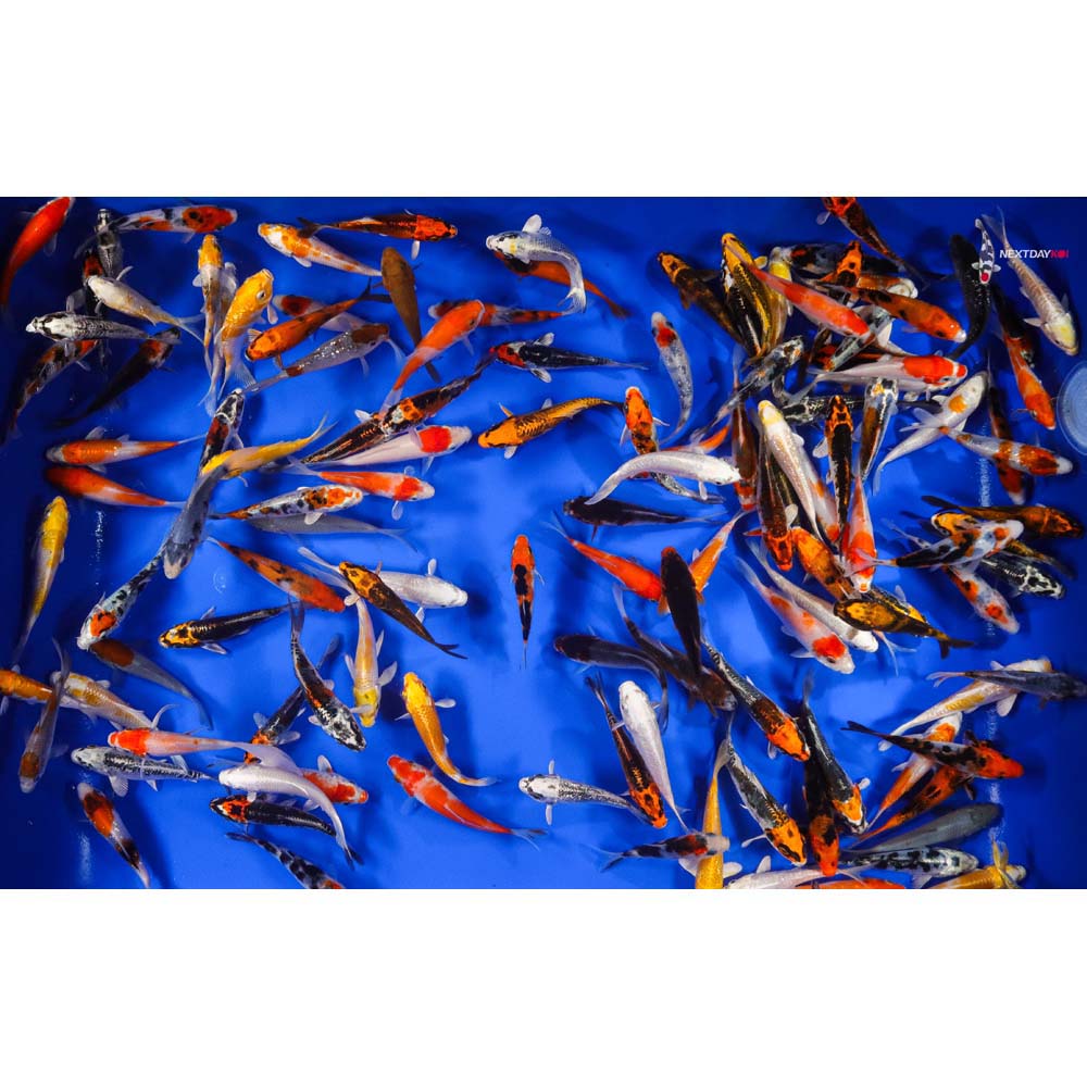 AA Grade (Premium Grade) Imported Koi - Image 12