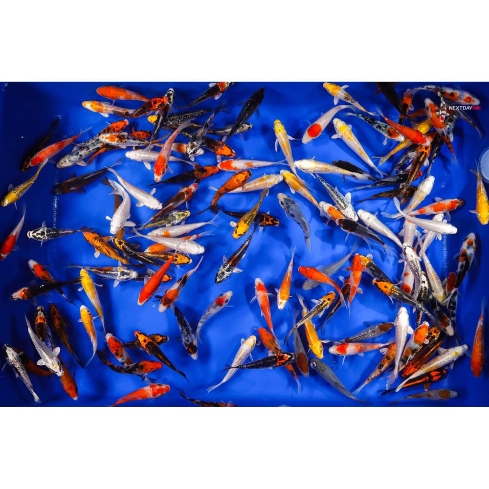 AA Grade (Premium Grade) Imported Koi - Image 14