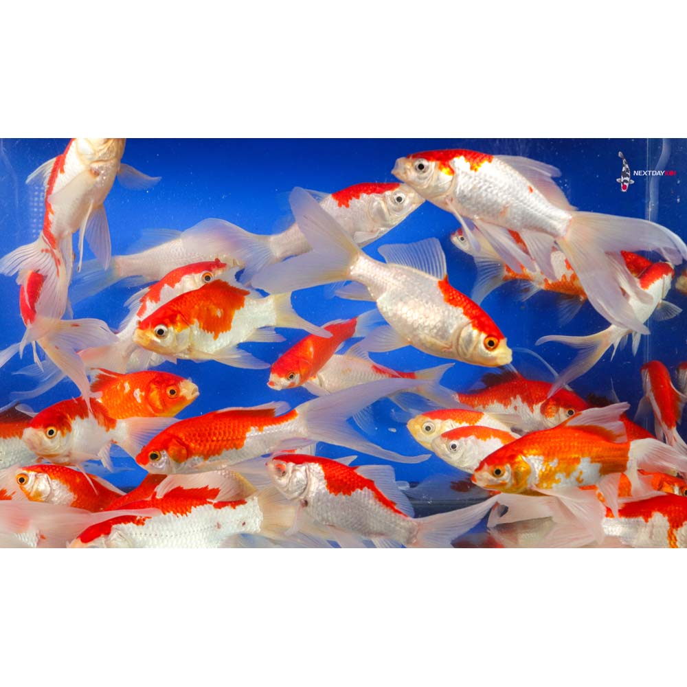 5-6" Longtail Sarasa Comet Goldfish