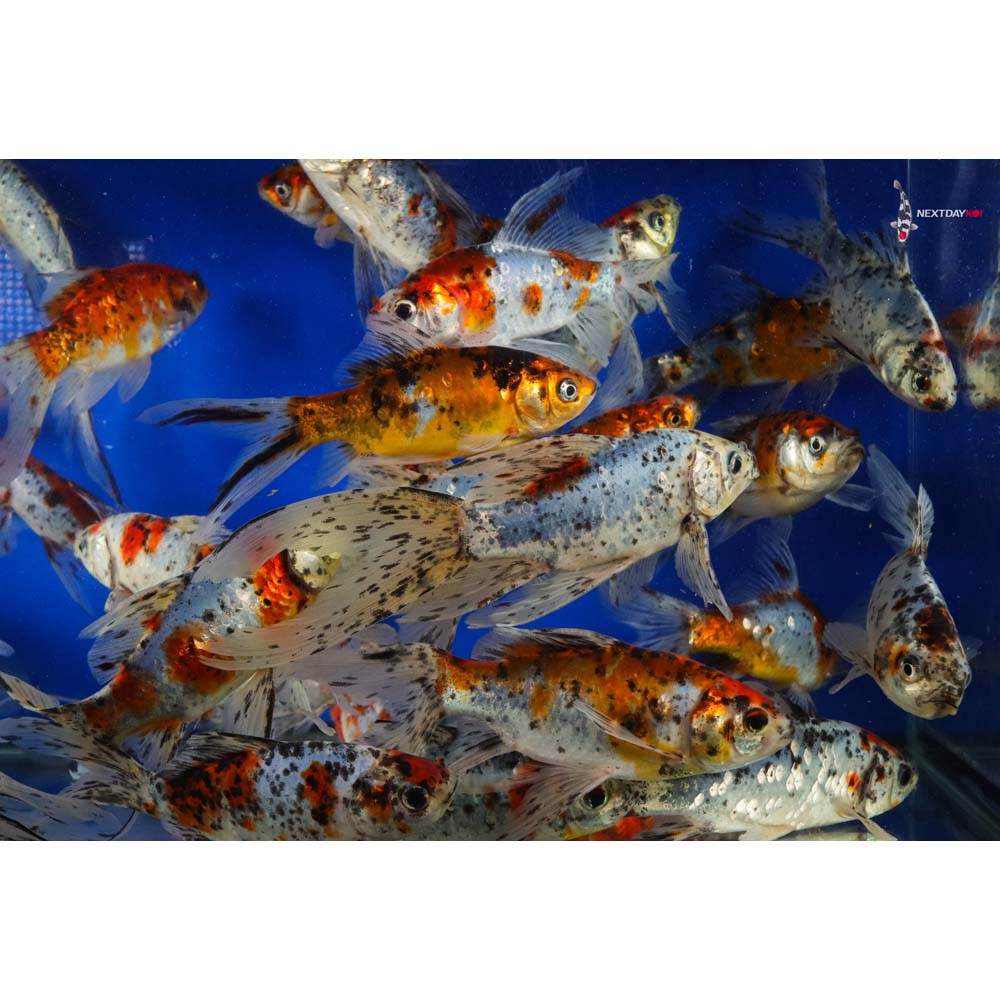 5-6” Imported Premium Longtail Shubunkin Goldfish