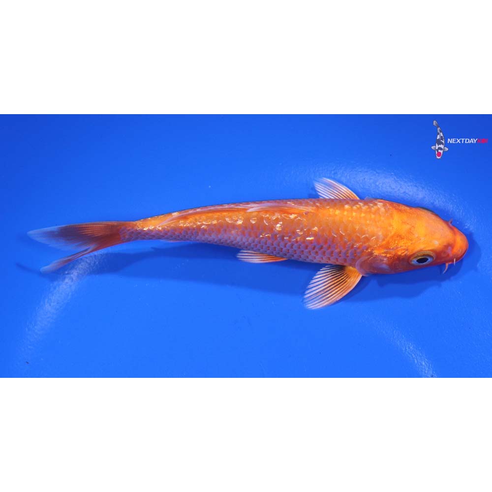 4.5” Imported Gin Rin Orenji Ogon