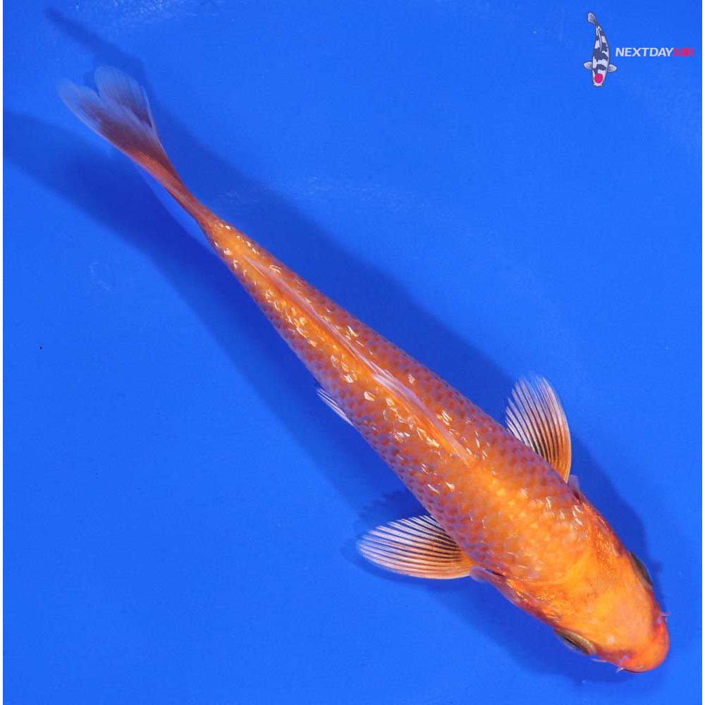 4.5” Imported Gin Rin Orenji Ogon