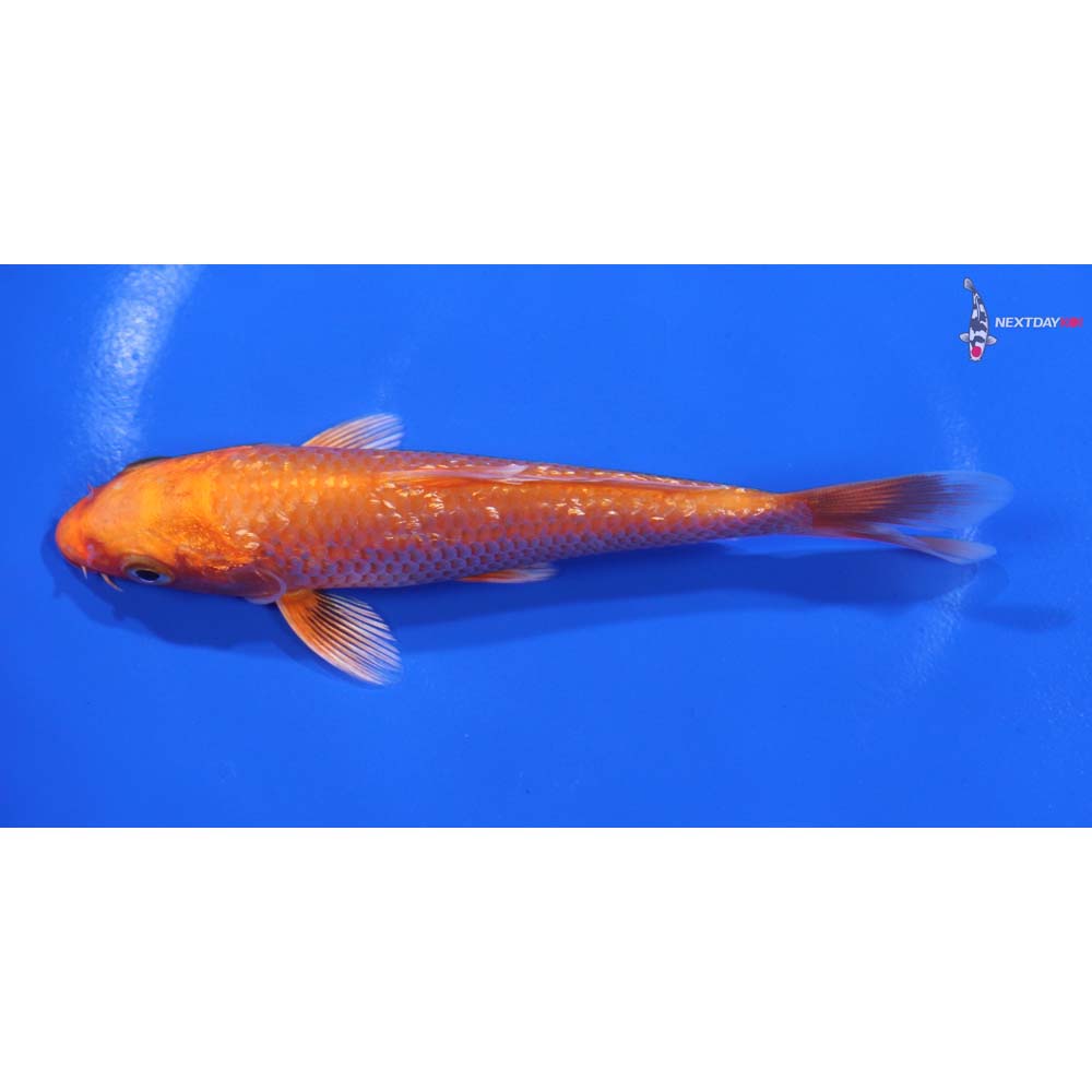 4.5” Imported Gin Rin Orenji Ogon