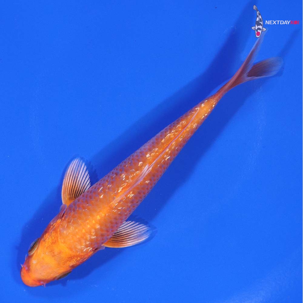 4.5” Imported Gin Rin Orenji Ogon