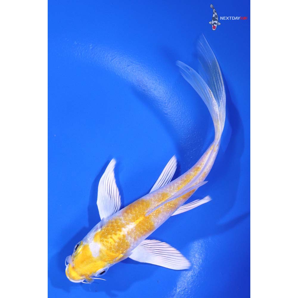 5.5" Imported Lemon Hariwake Butterfly Koi