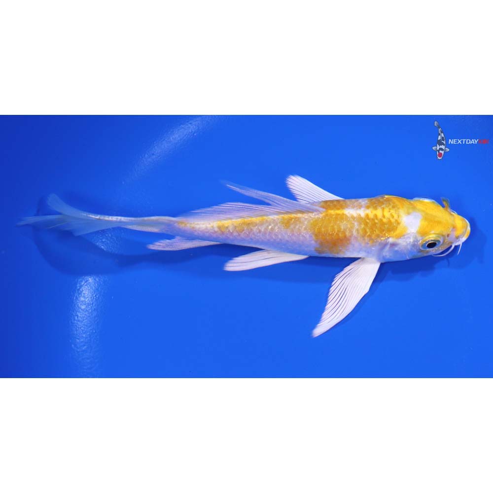 5.5" Imported Lemon Hariwake Butterfly Koi - Image 2