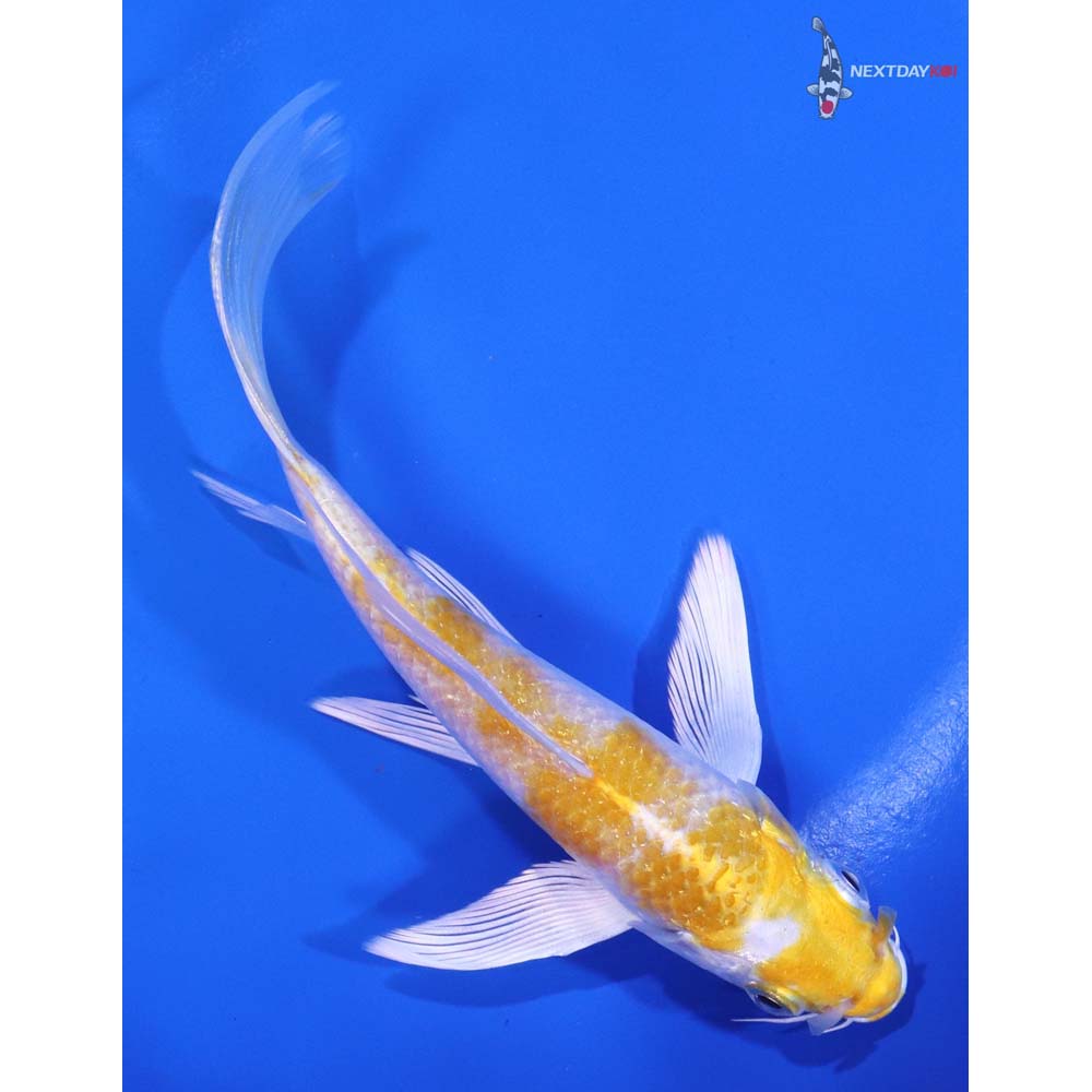 5.5" Imported Lemon Hariwake Butterfly Koi - Image 3