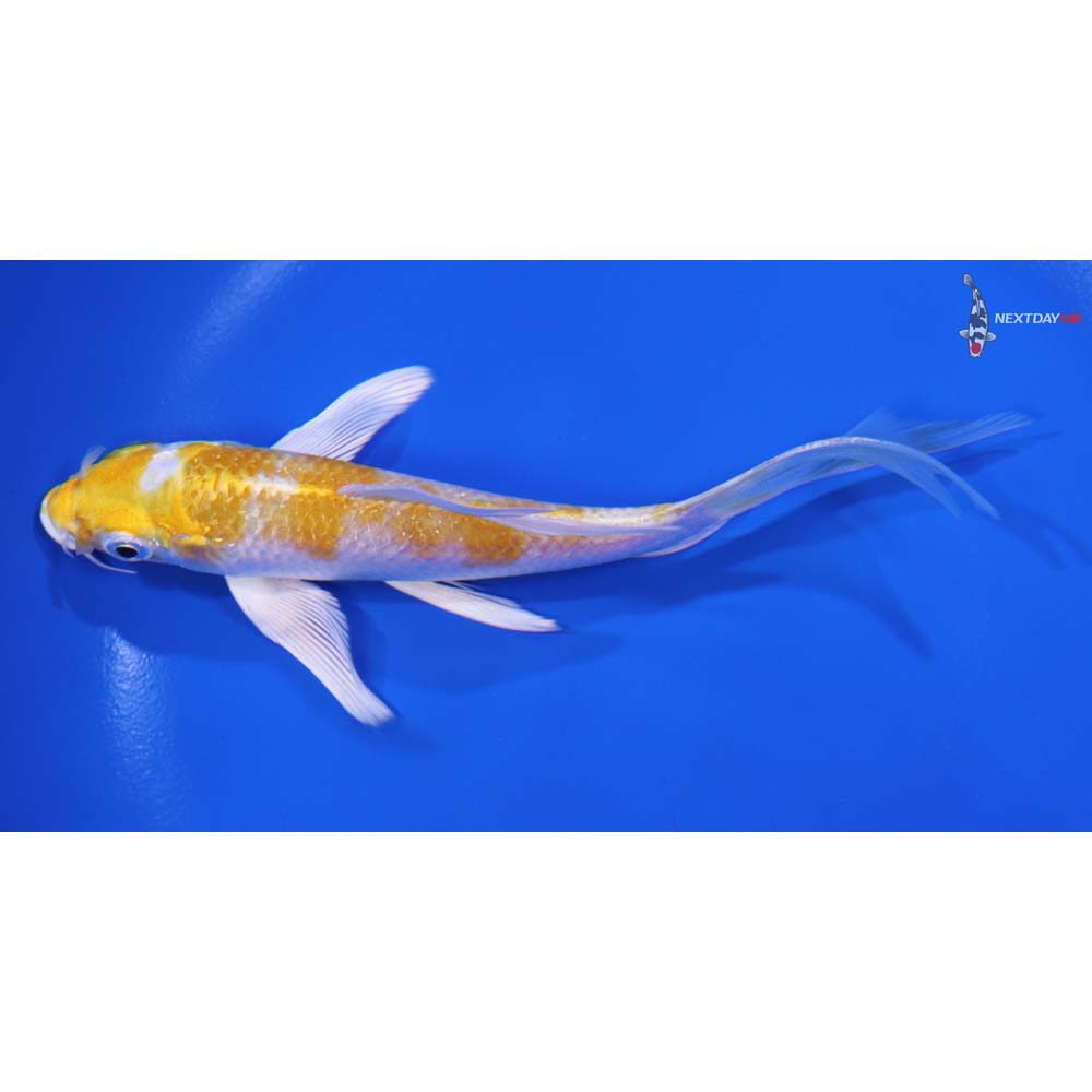 5.5" Imported Lemon Hariwake Butterfly Koi - Image 4
