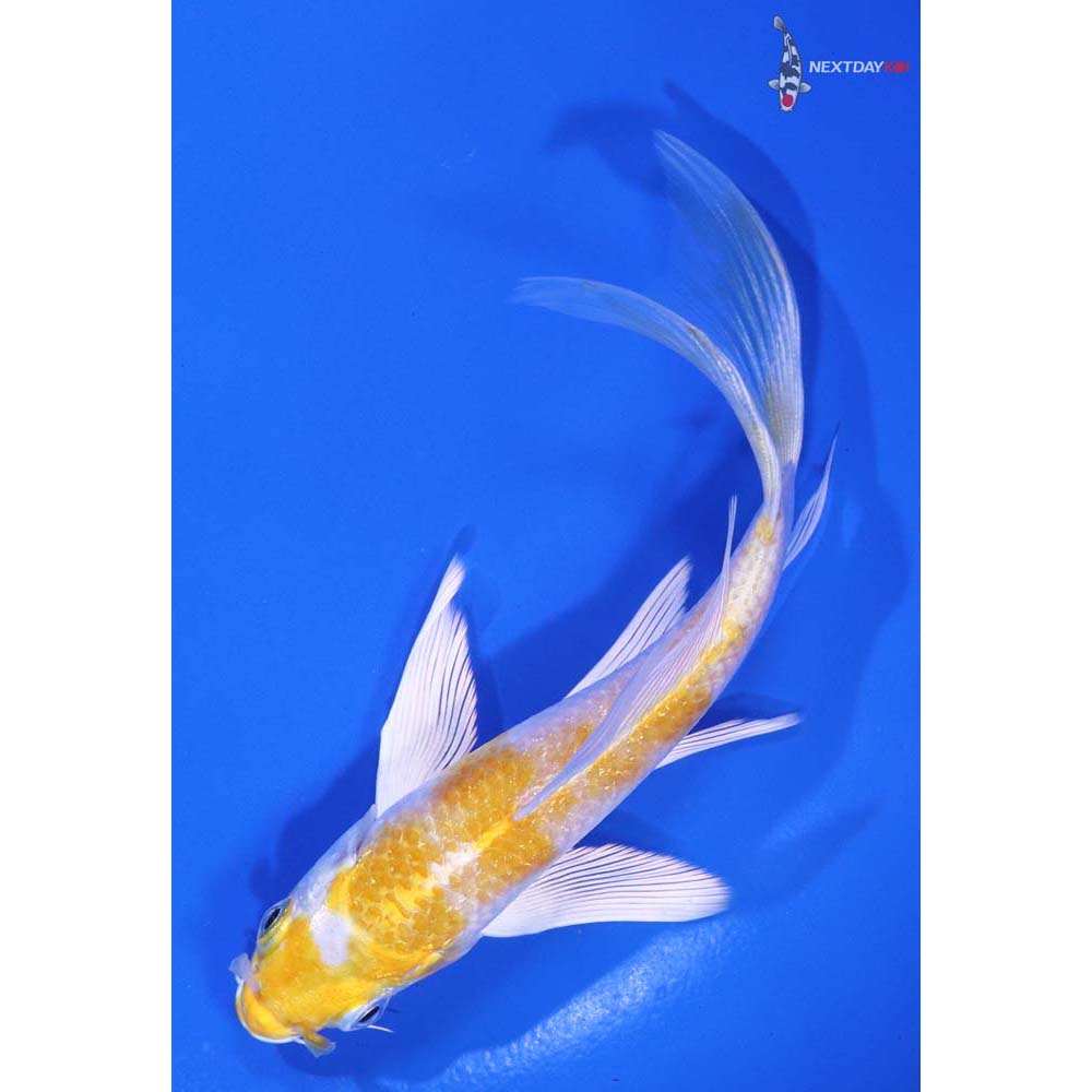 5.5" Imported Lemon Hariwake Butterfly Koi - Image 5