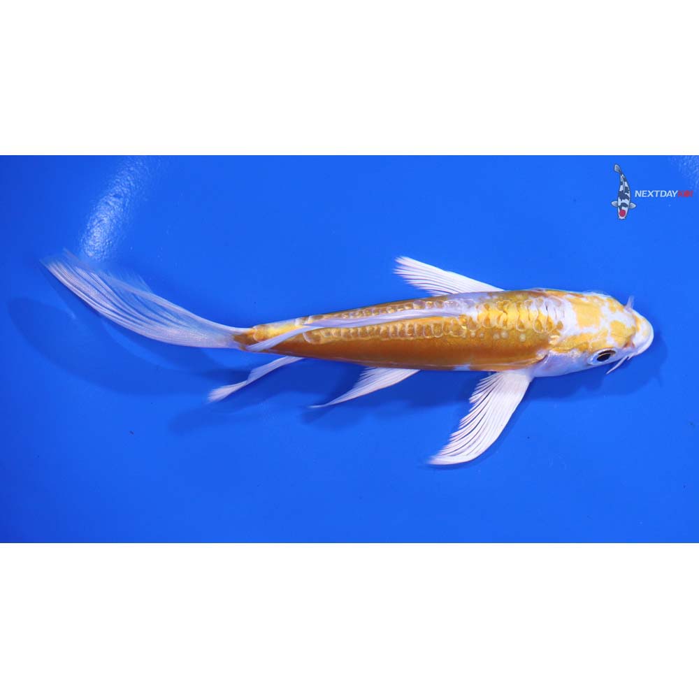 5.5" Imported Doitsu Lemon Hariwake Butterfly Koi - Image 2