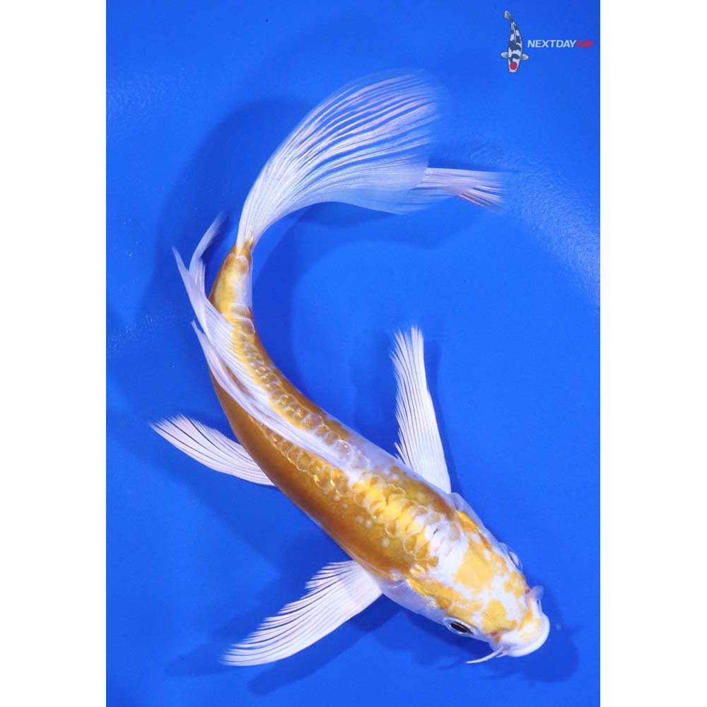 5.5" Imported Doitsu Lemon Hariwake Butterfly Koi - Image 3