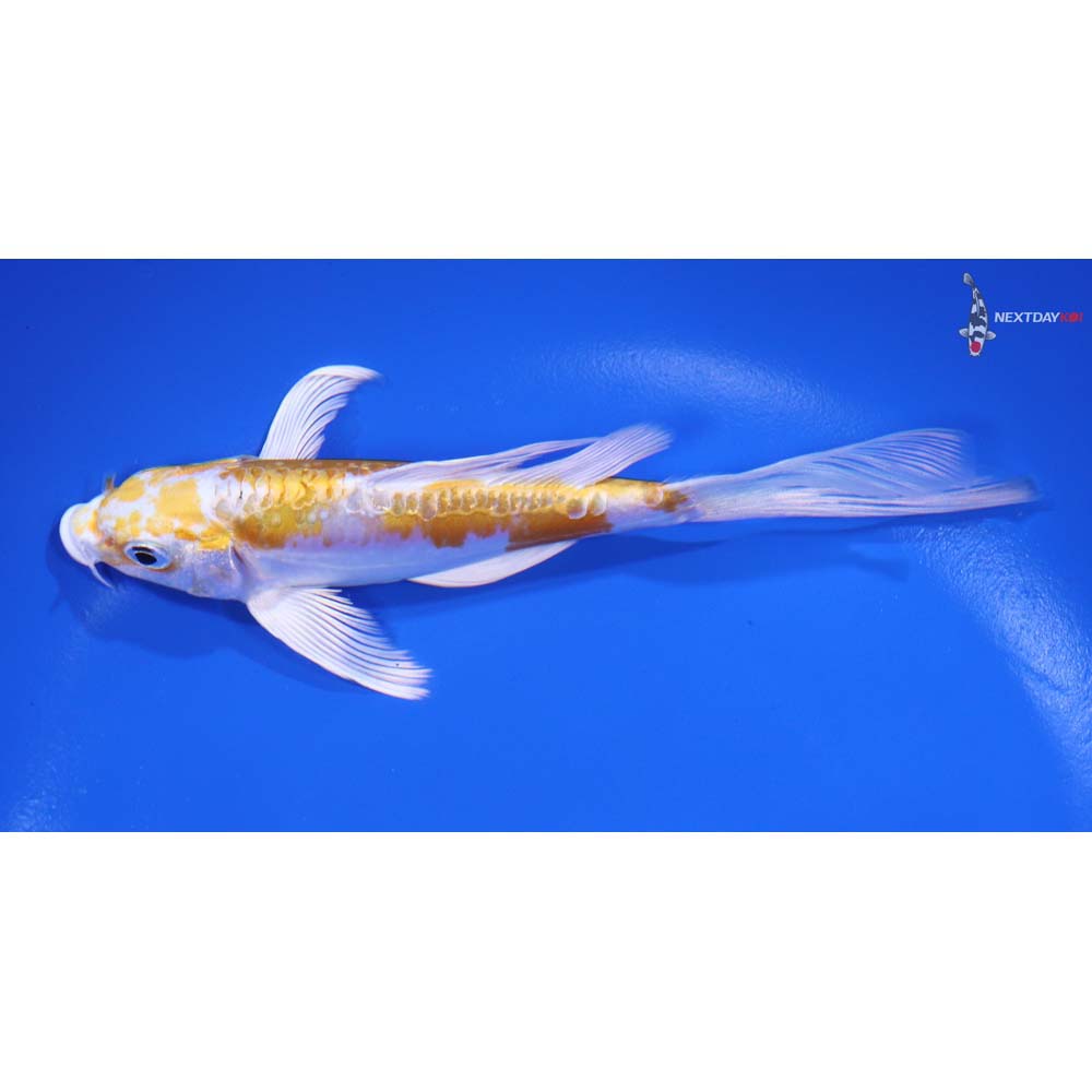 5.5" Imported Doitsu Lemon Hariwake Butterfly Koi - Image 4