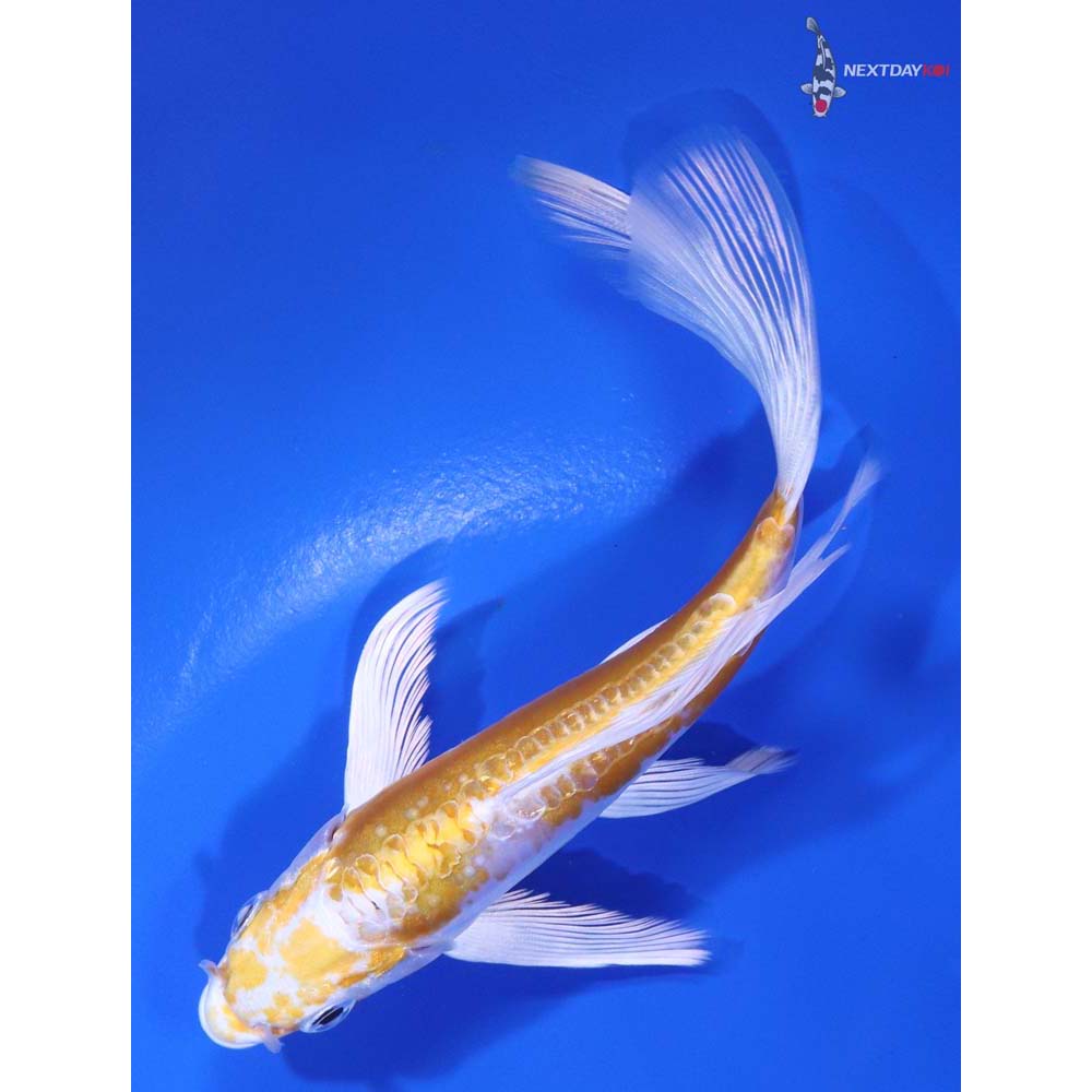 5.5" Imported Doitsu Lemon Hariwake Butterfly Koi - Image 5