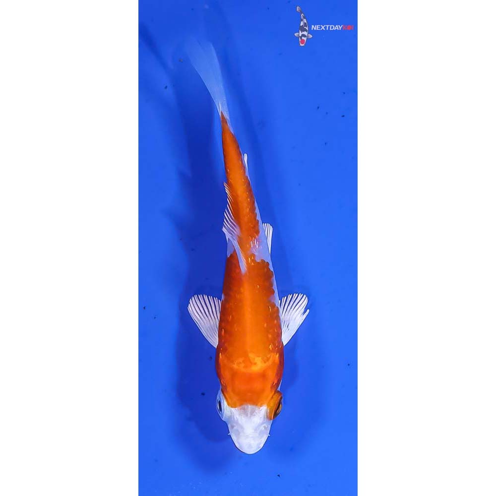 3” Imported Gin Rin Hariwake