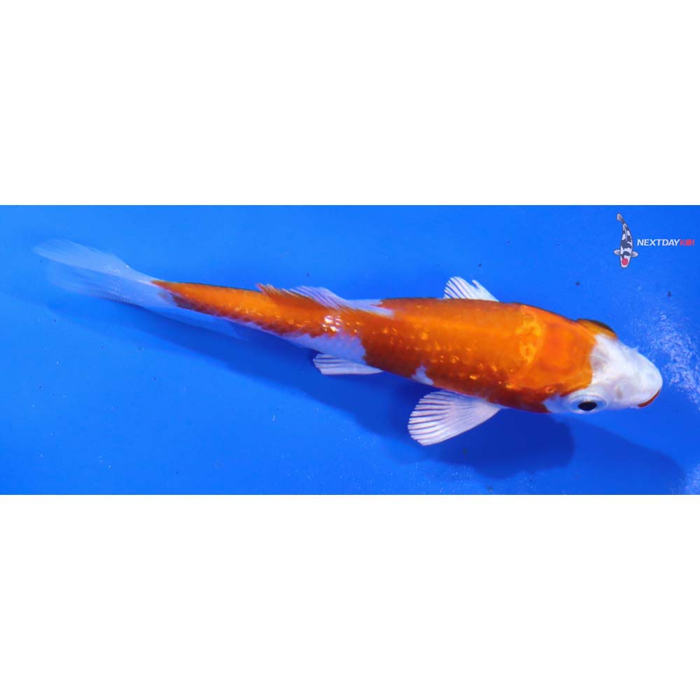 3” Imported Gin Rin Hariwake - Image 2