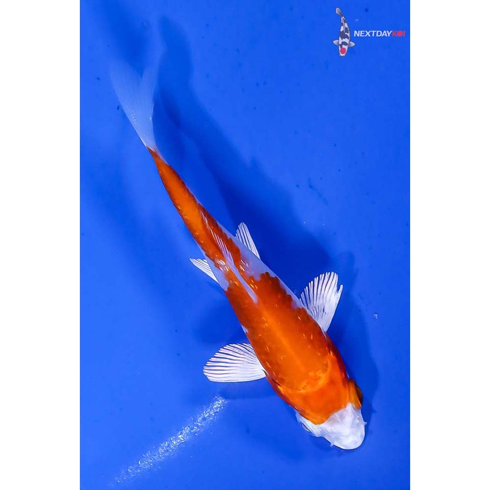 3” Imported Gin Rin Hariwake - Image 3