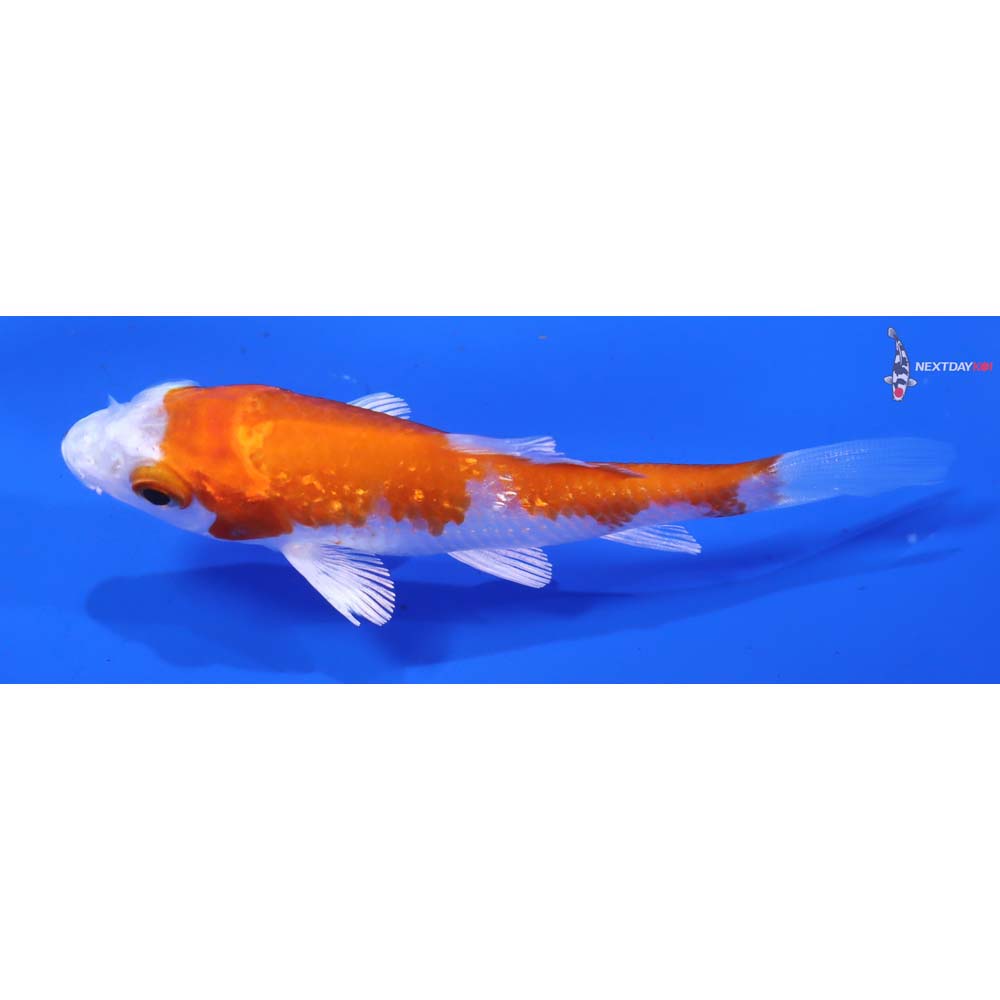 3” Imported Gin Rin Hariwake - Image 4