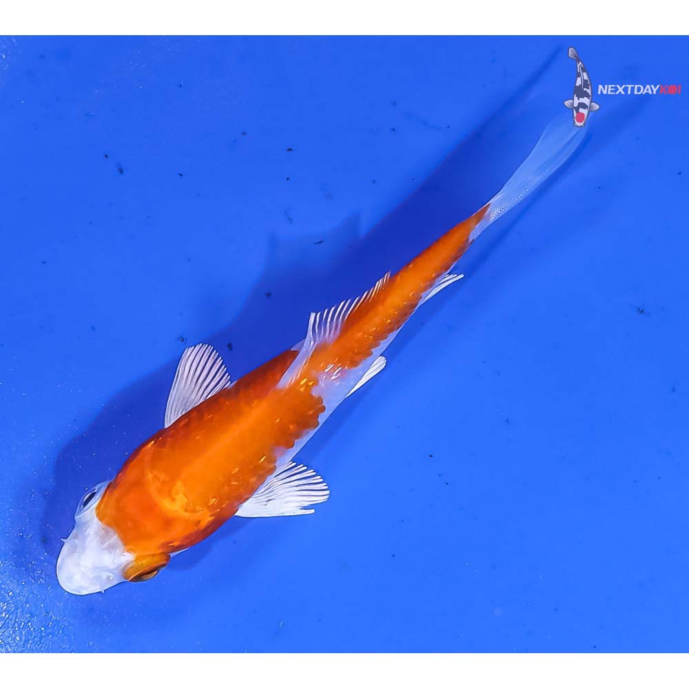 3” Imported Gin Rin Hariwake - Image 5