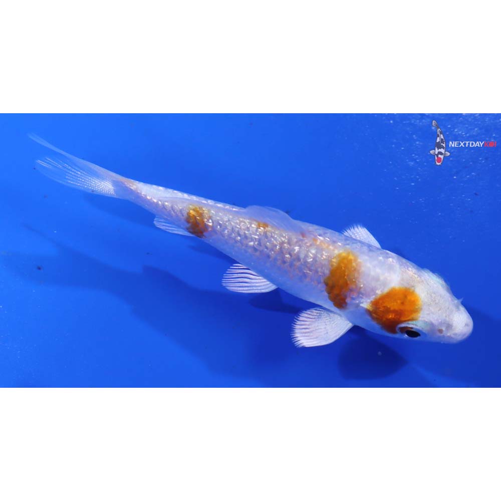 3” Imported Gin Rin Hariwake - Image 2