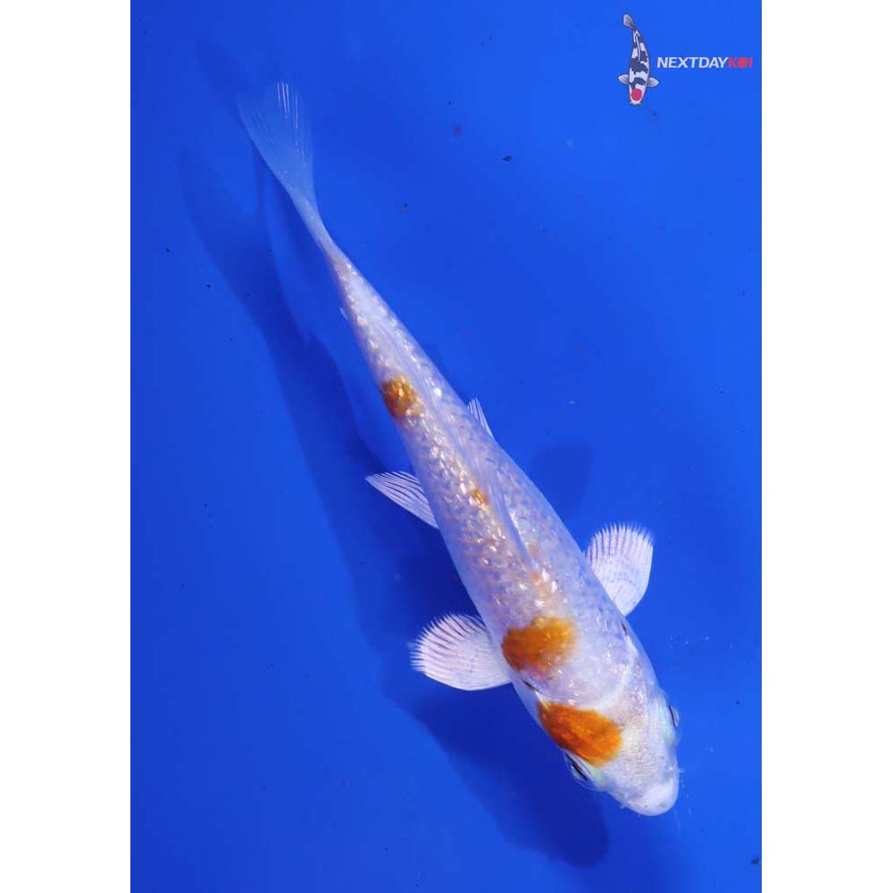 3” Imported Gin Rin Hariwake - Image 3