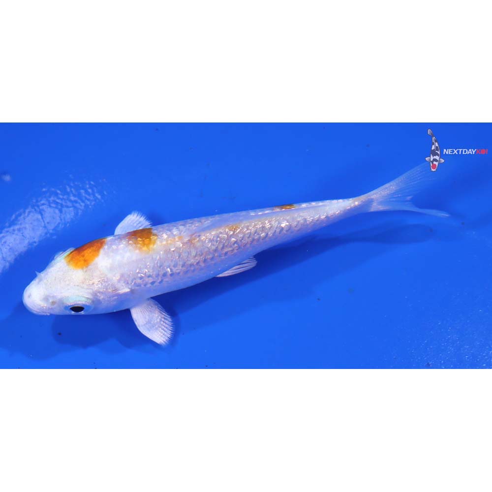 3” Imported Gin Rin Hariwake - Image 4