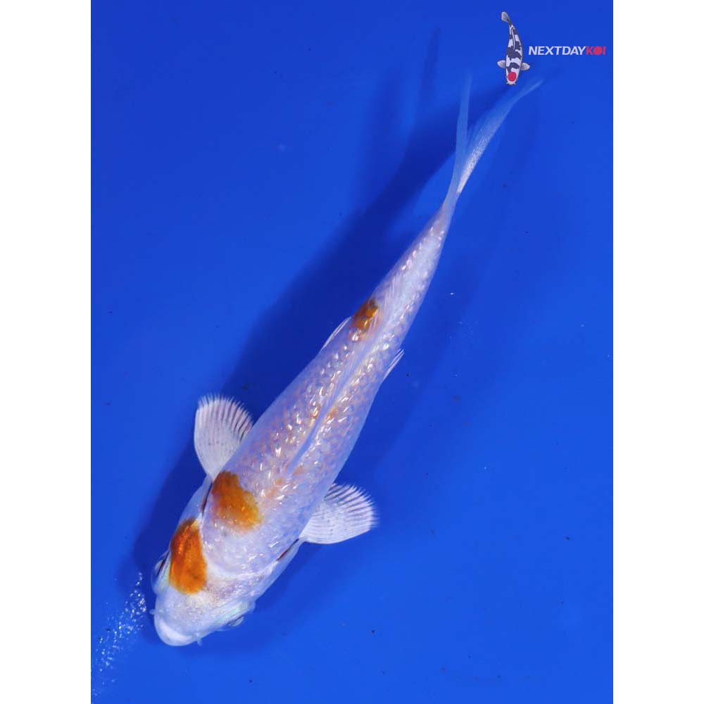 3” Imported Gin Rin Hariwake - Image 5