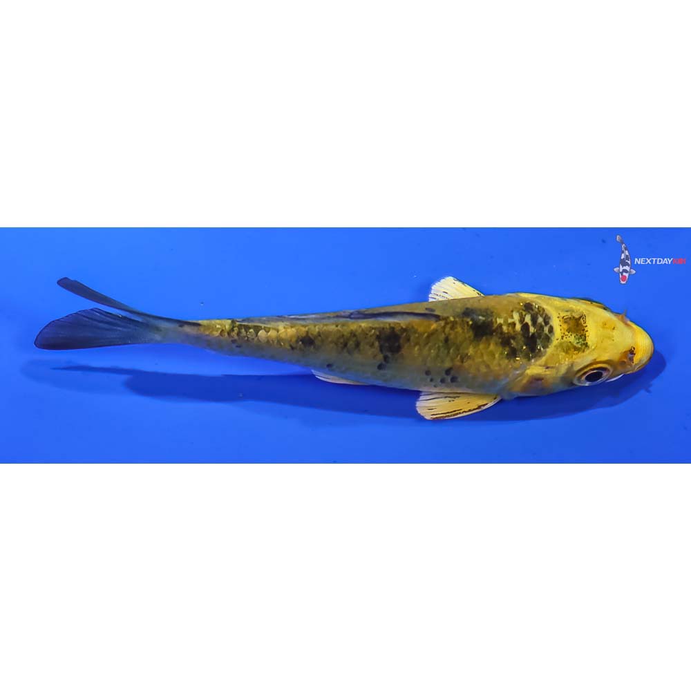 3” Imported Kin Ki Bekko - Image 2