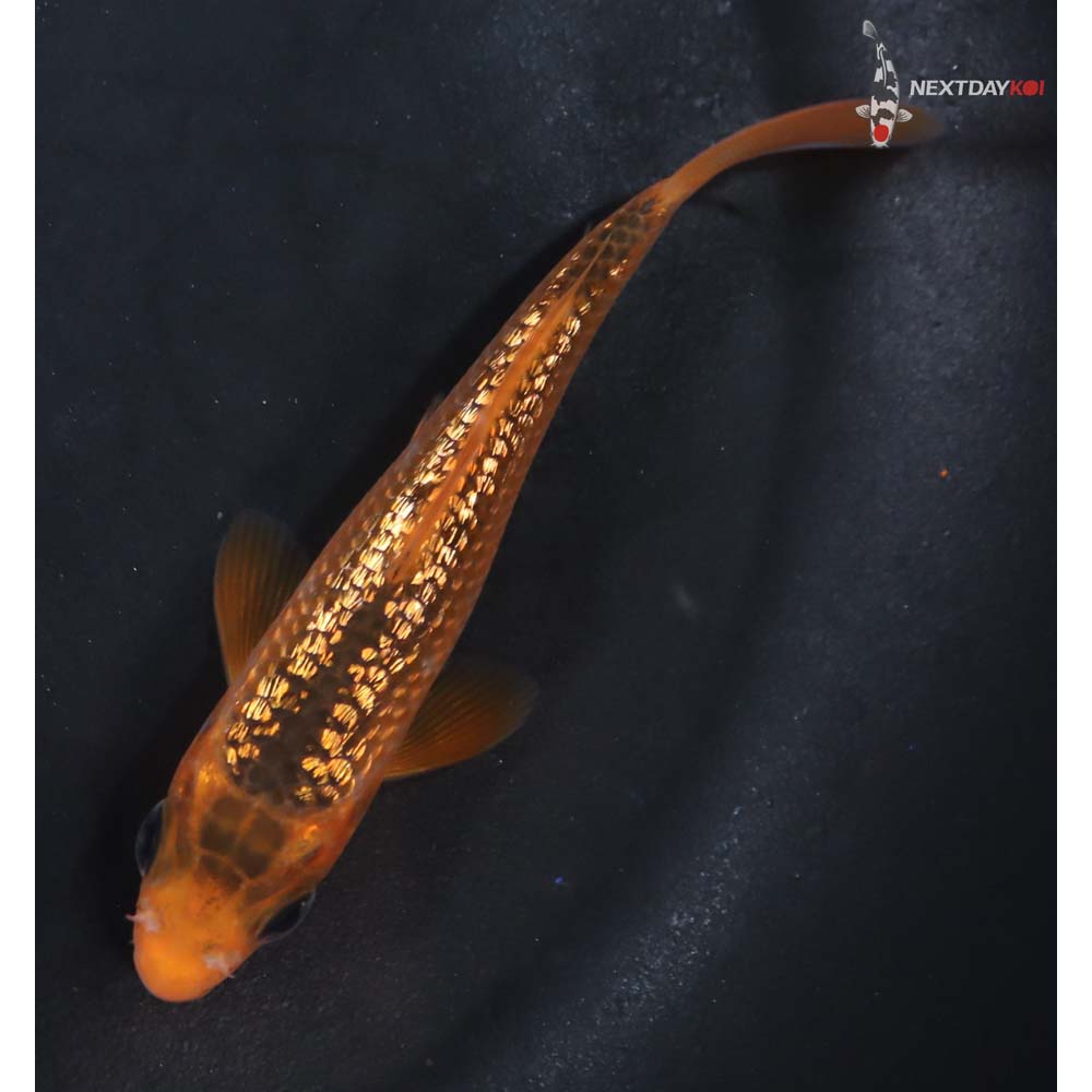 3.5” Imported Gin Rin Hi Asagi - Image 3