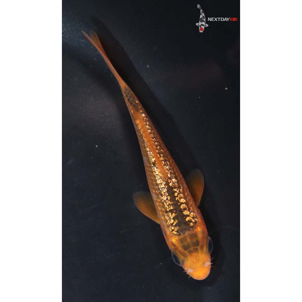 3.5” Imported Gin Rin Hi Asagi - Image 5