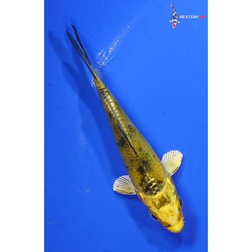 3” Imported Kin Ki Bekko - Image 3