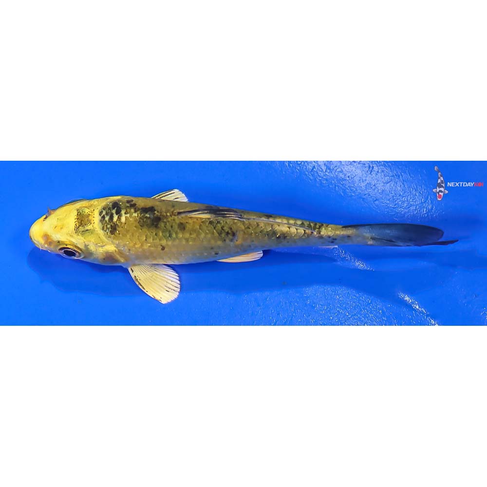 3” Imported Kin Ki Bekko - Image 4