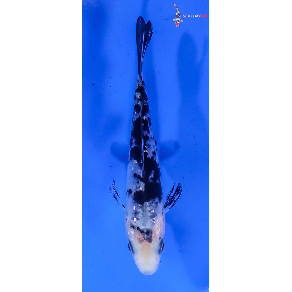 3.5” Imported Gin Rin Shiro Bekko