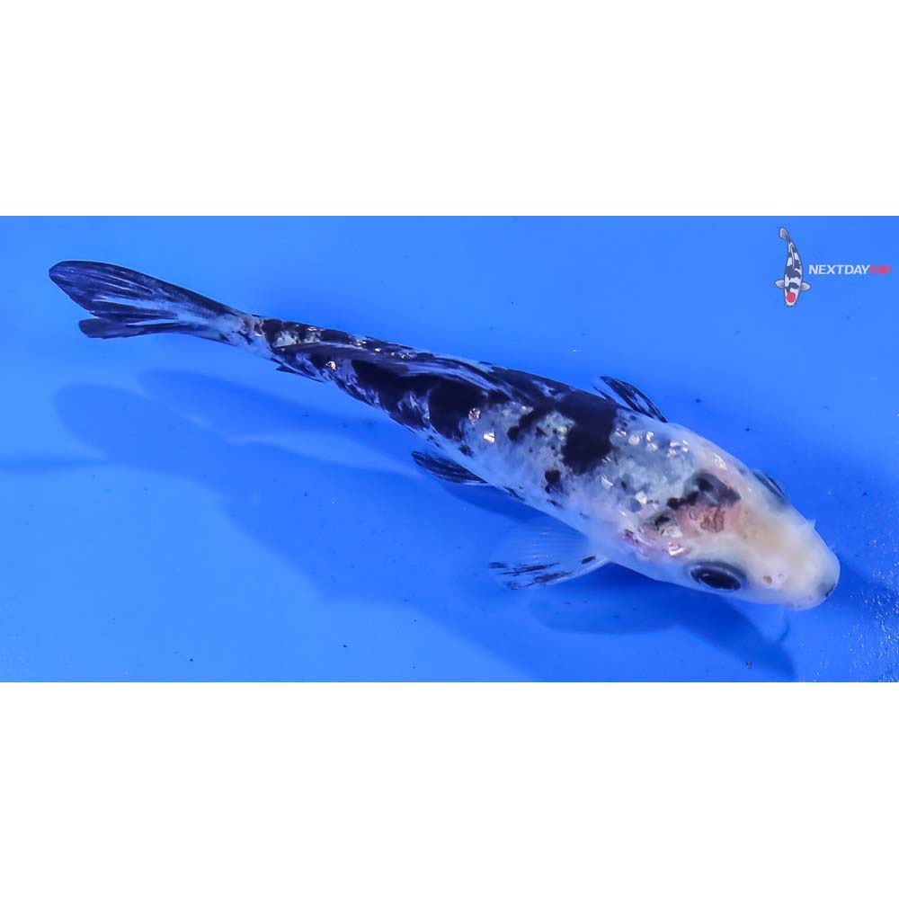 3.5” Imported Gin Rin Shiro Bekko - Image 2