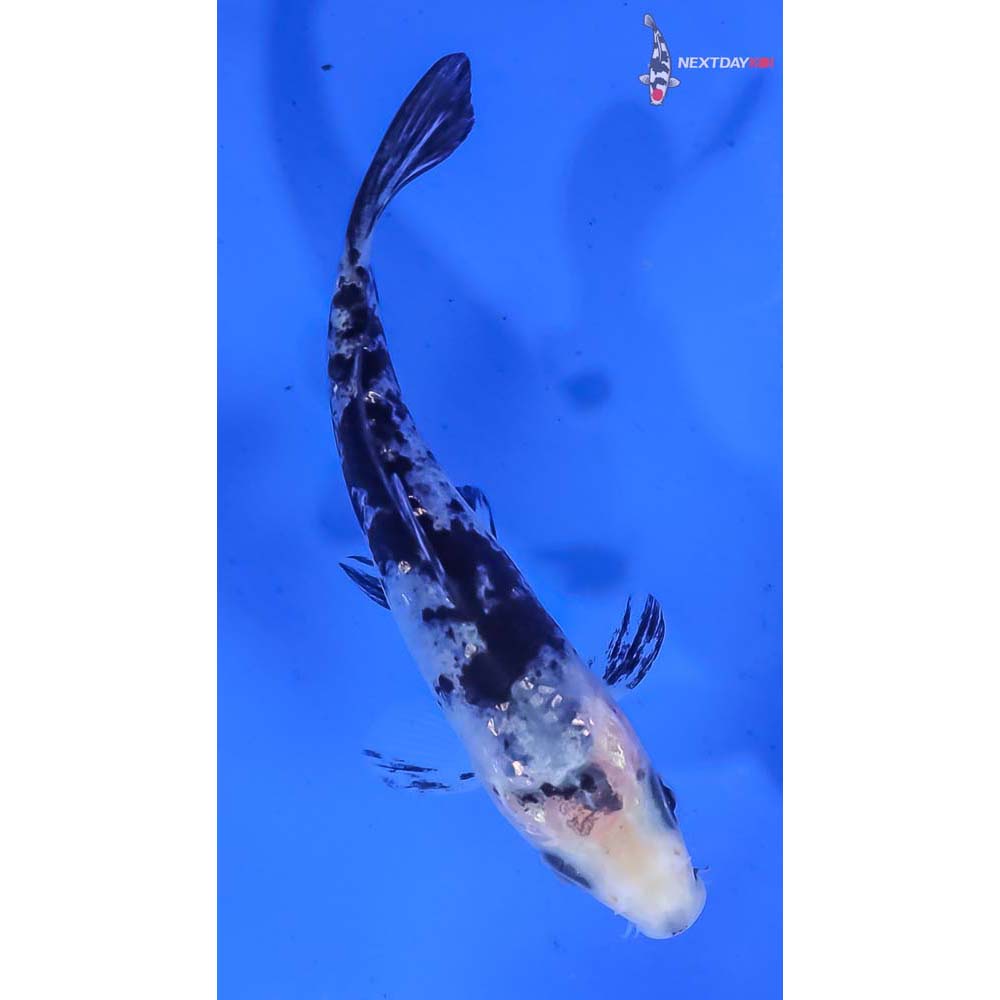 3.5” Imported Gin Rin Shiro Bekko - Image 3