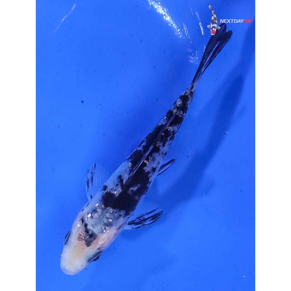 3.5” Imported Gin Rin Shiro Bekko - Image 5