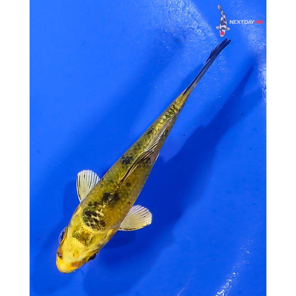 3” Imported Kin Ki Bekko - Image 5