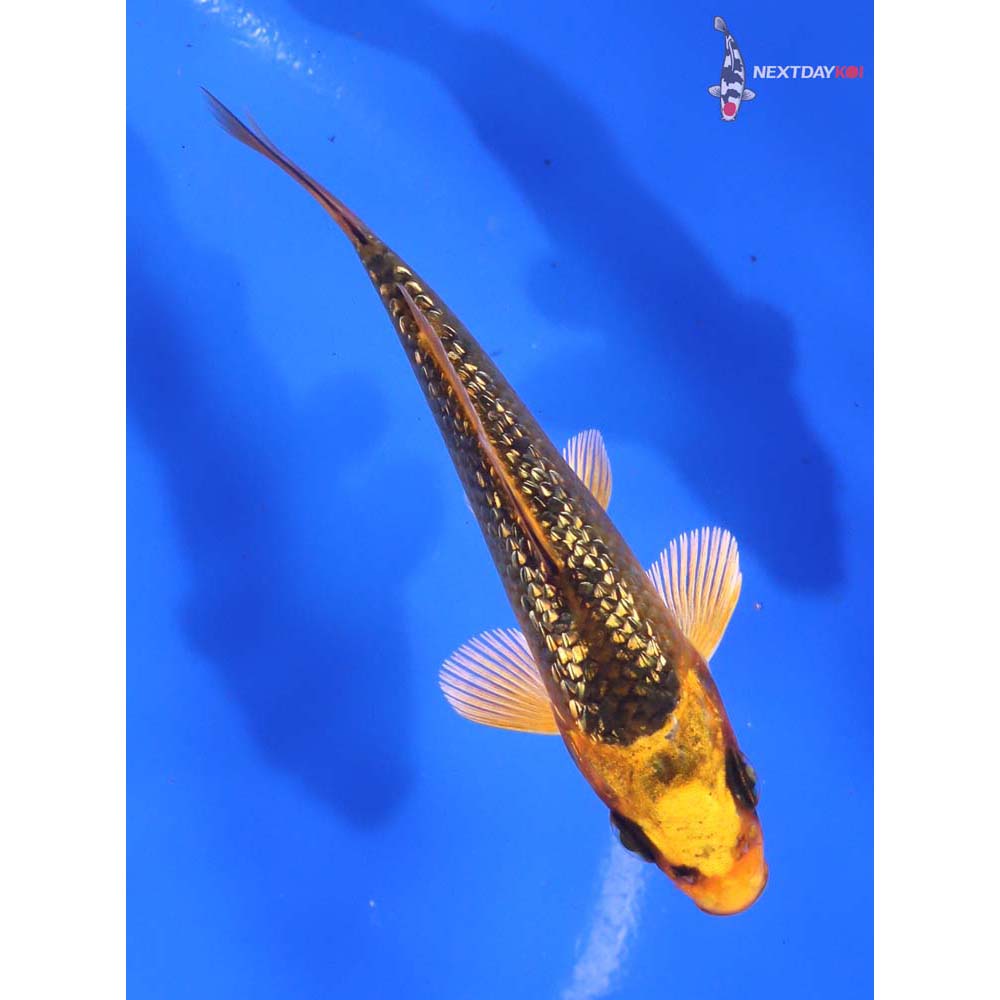 3.5” Imported Gin Rin Orenji Matsuba - Image 3