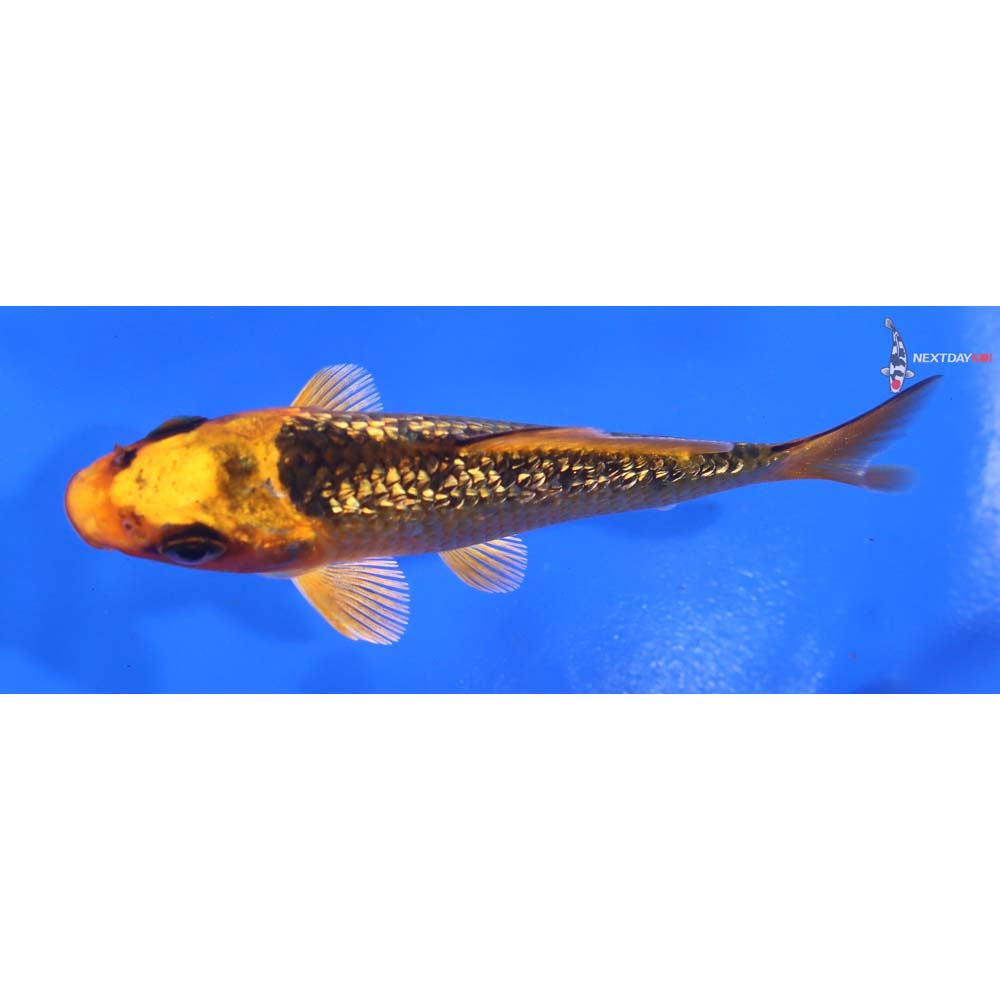 3.5” Imported Gin Rin Orenji Matsuba - Image 4