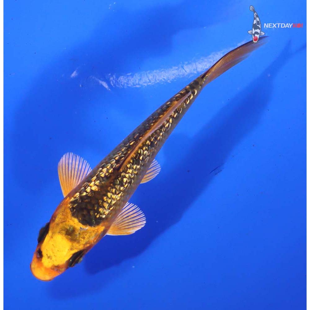 3.5” Imported Gin Rin Orenji Matsuba - Image 5