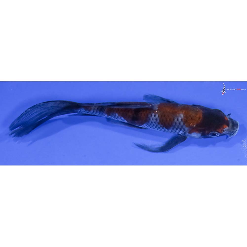 6” Imported Ochiba Shigure Butterfly Koi - Image 2